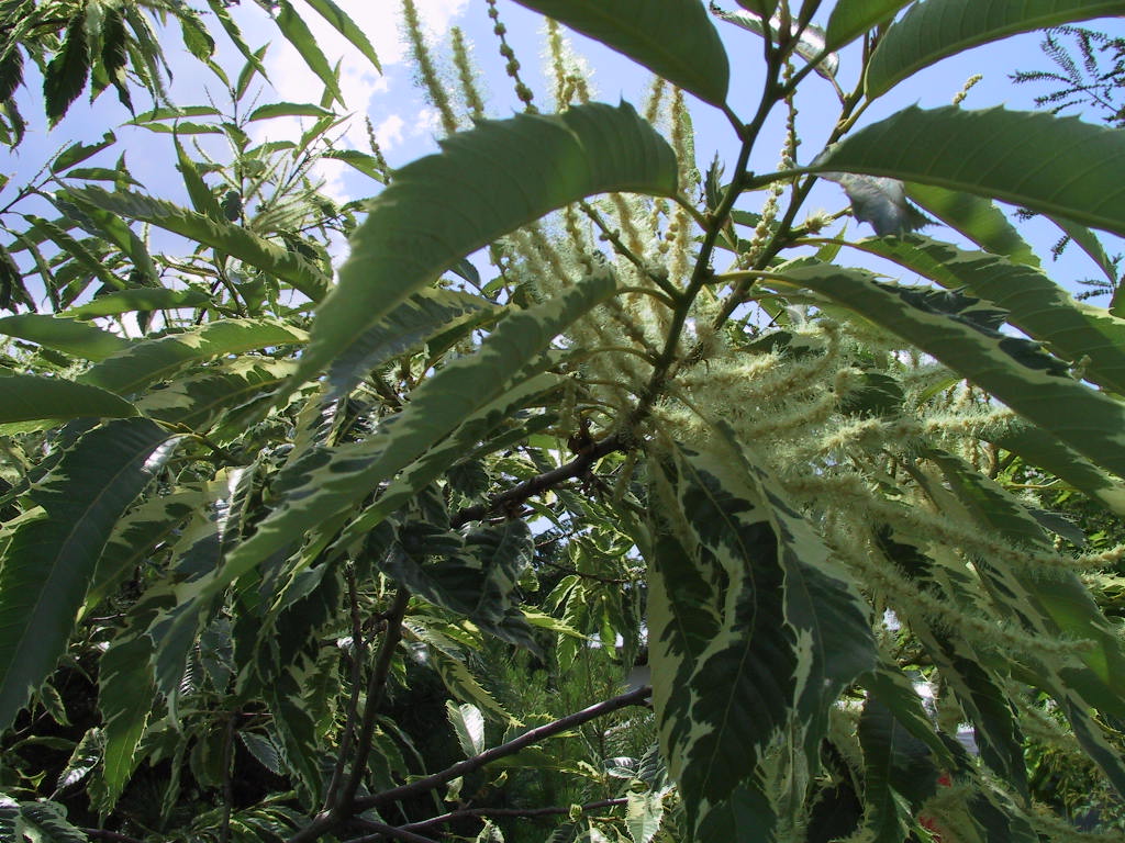 Castanea sativa Albomarginata - Blatt 4.jpg